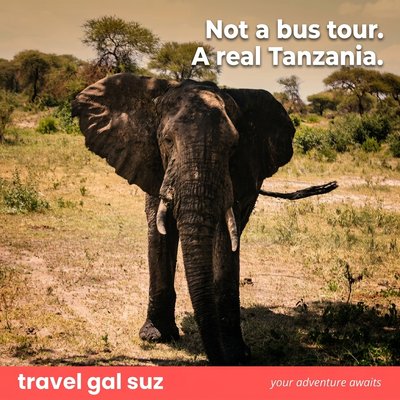 African elephant on safari in Tanzania - small group tour, not a bus tour